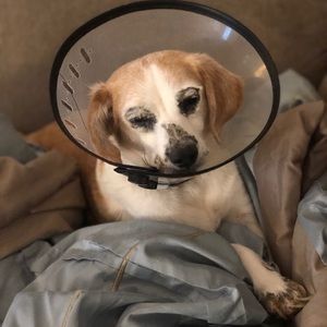 Meet your Posher, Adam